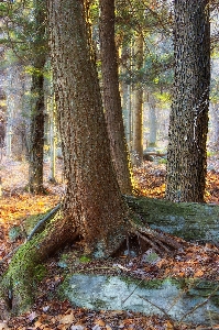 Tree nature forest wilderness Photo