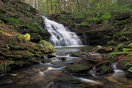 Foto árvore água floresta cachoeira