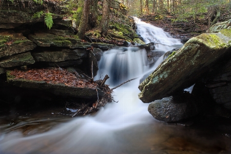 Water nature forest rock Photo