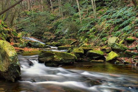 Landscape tree nature forest Photo