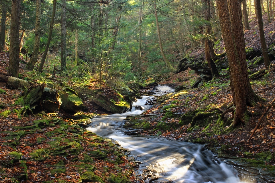 Tree forest waterfall creek