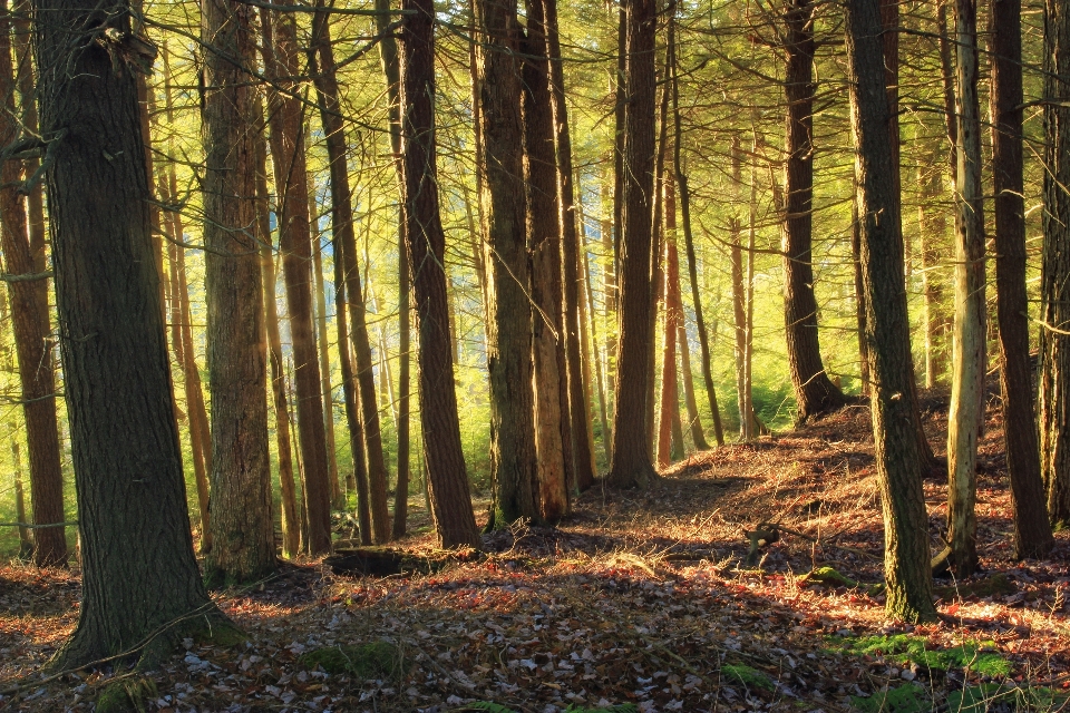 Arbre nature forêt région sauvage
