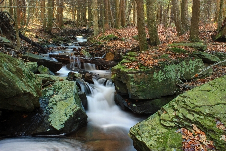 Tree forest rock waterfall Photo