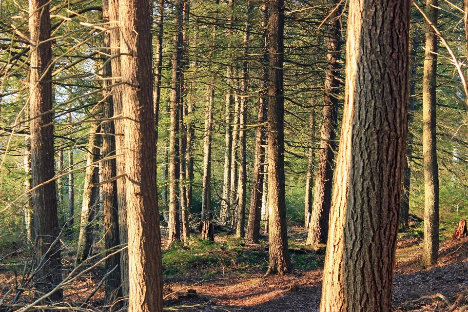 Arbre nature forêt région sauvage
