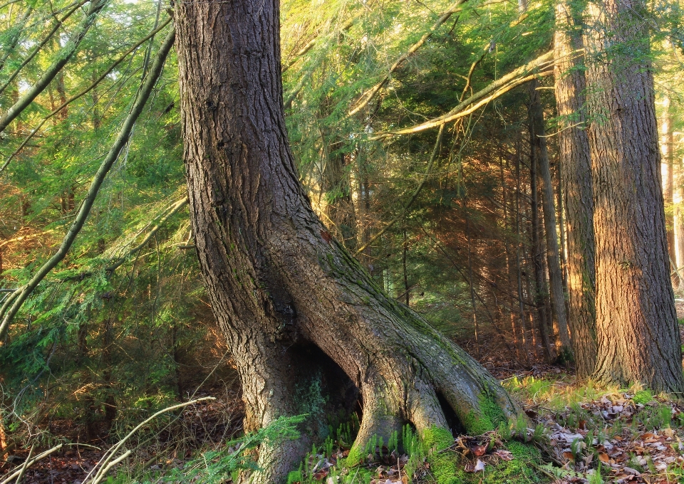 árbol naturaleza bosque pantano