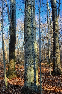 Foto Pohon alam hutan cabang