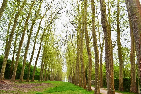 Foto Pohon alam hutan jalur