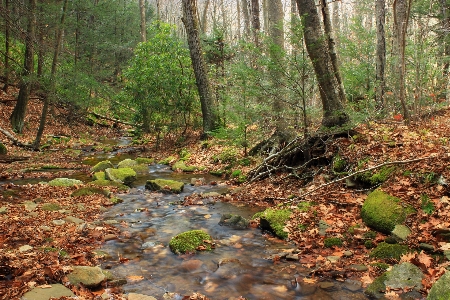 Foto árvore floresta riacho
 região selvagem
