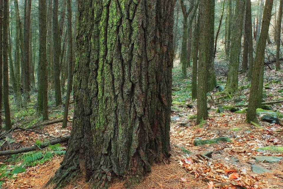 Albero natura foresta selvaggia
