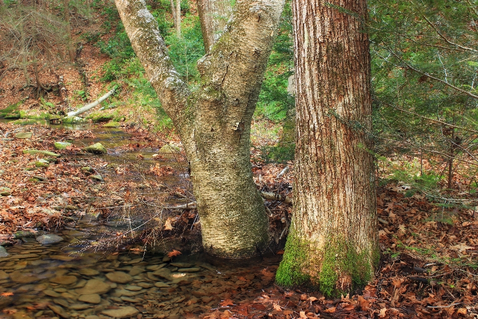 Baum natur wald bach
