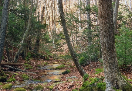 Foto árvore floresta riacho
 região selvagem
