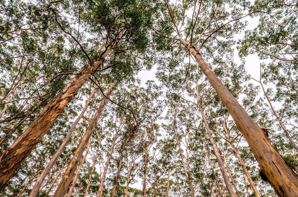 Albero foresta ramo pianta