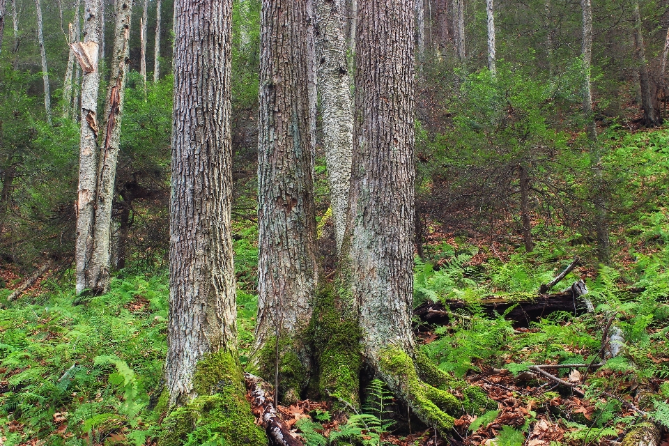 Tree forest wilderness plant