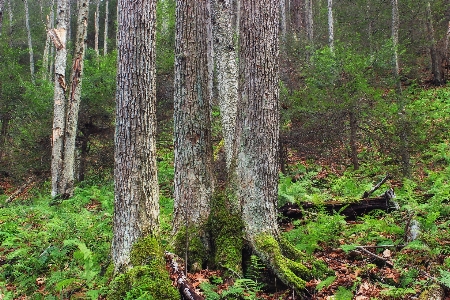 Tree forest wilderness plant Photo