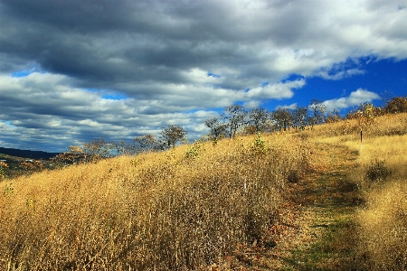 Landscape tree nature path Photo