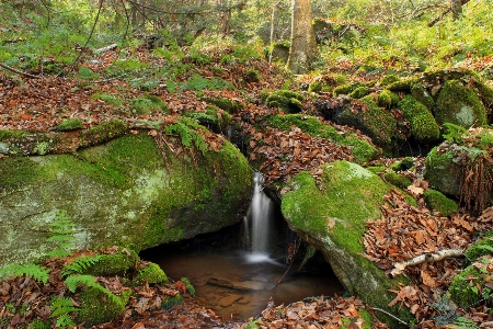 Tree forest rock waterfall Photo