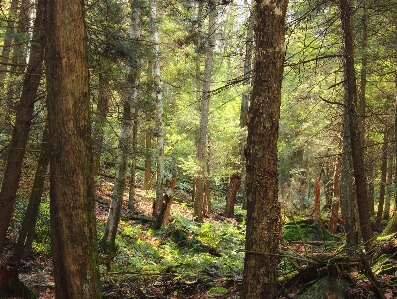 Foto árvore natureza floresta região selvagem
