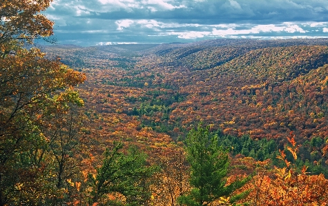 Landscape tree nature forest Photo