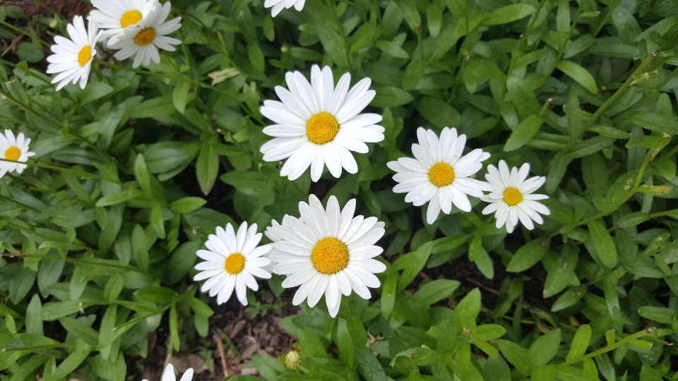 花 牛眼菊 玛格丽特雏菊 雏菊