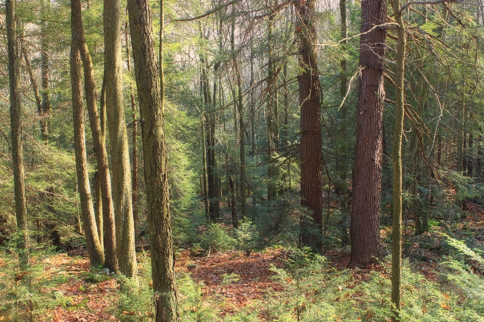 Albero natura foresta selvaggia
