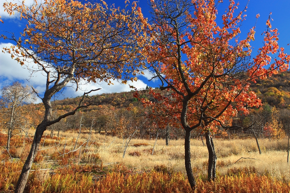 Landscape tree nature grass