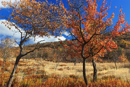 Zdjęcie Krajobraz drzewo natura trawa