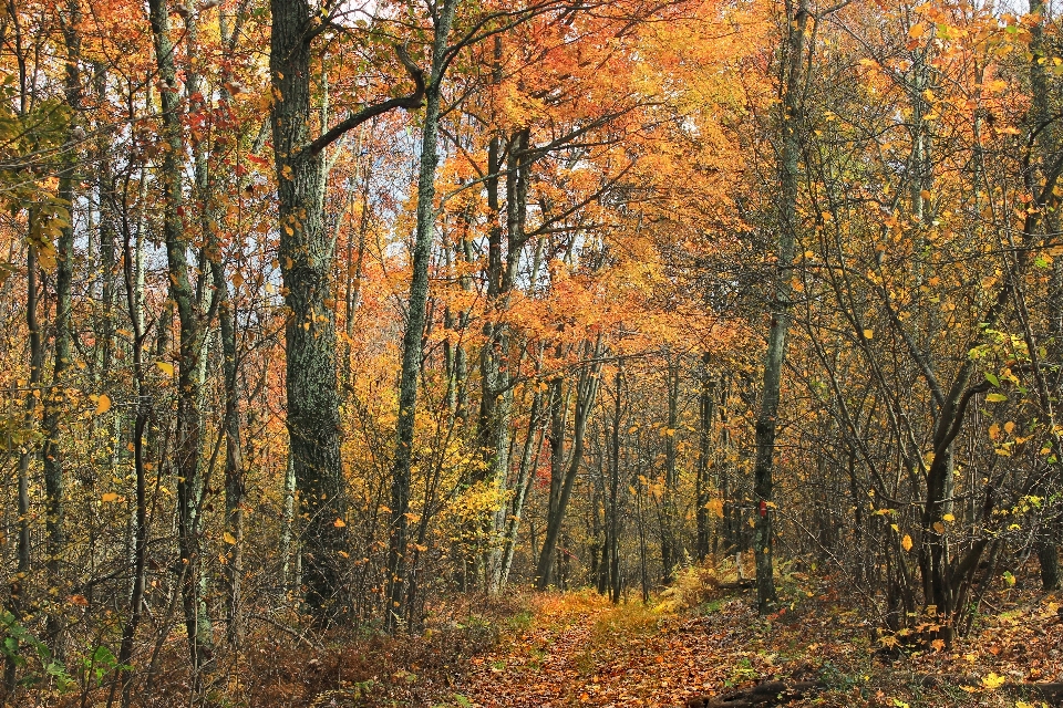 Tree nature forest path