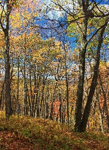 Landscape tree nature forest Photo