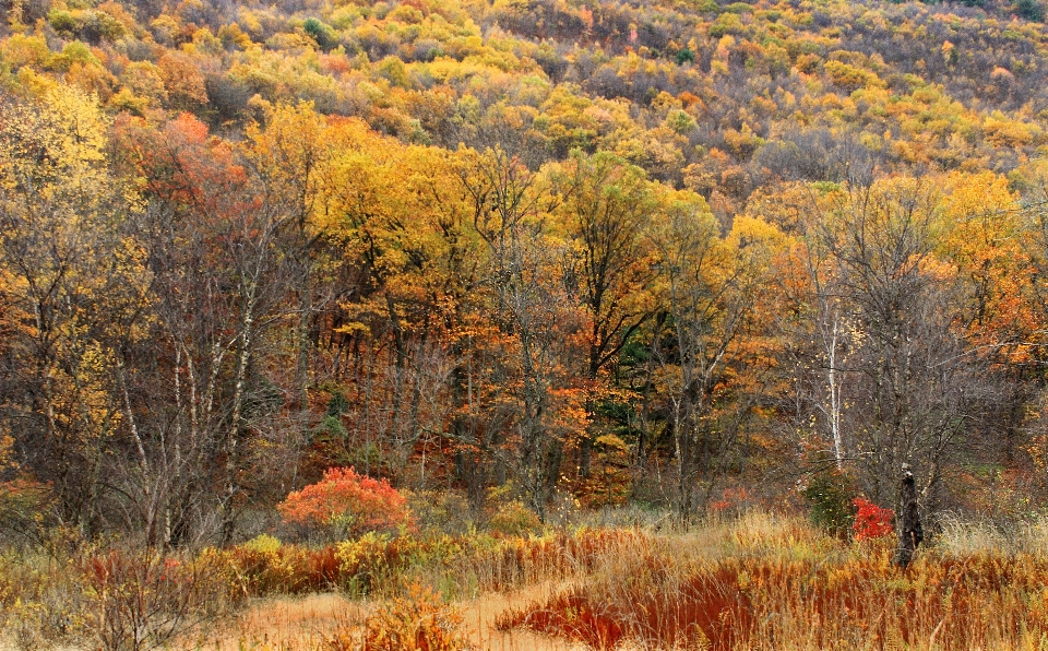 Landschaft baum natur wald