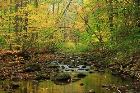 Tree forest creek swamp Photo