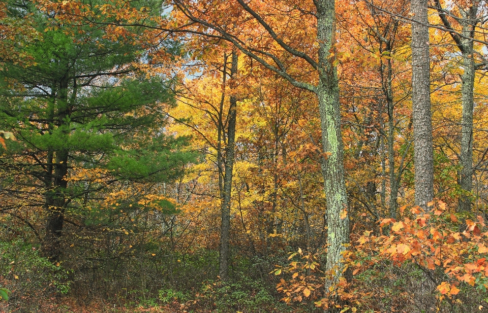 árvore natureza floresta região selvagem
