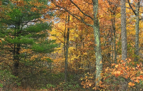 Tree nature forest wilderness Photo