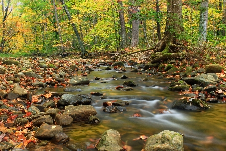 Forest creek wilderness hiking Photo