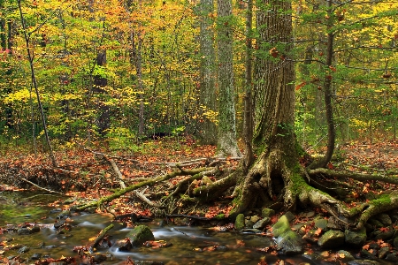 Tree nature forest creek Photo