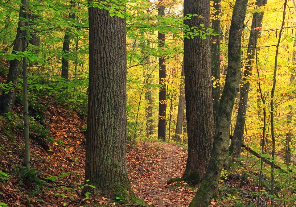 Drzewo natura las ścieżka