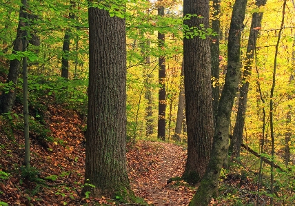 Tree nature forest path Photo