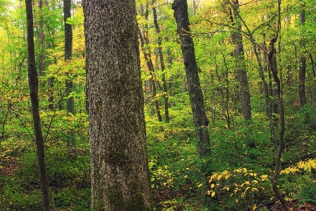 Tree nature forest wilderness Photo