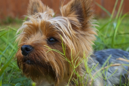 Foto Cachorro perro animal mascota