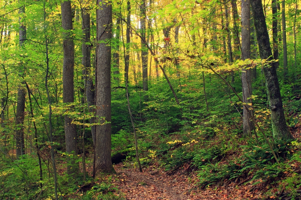 Drzewo natura las ścieżka