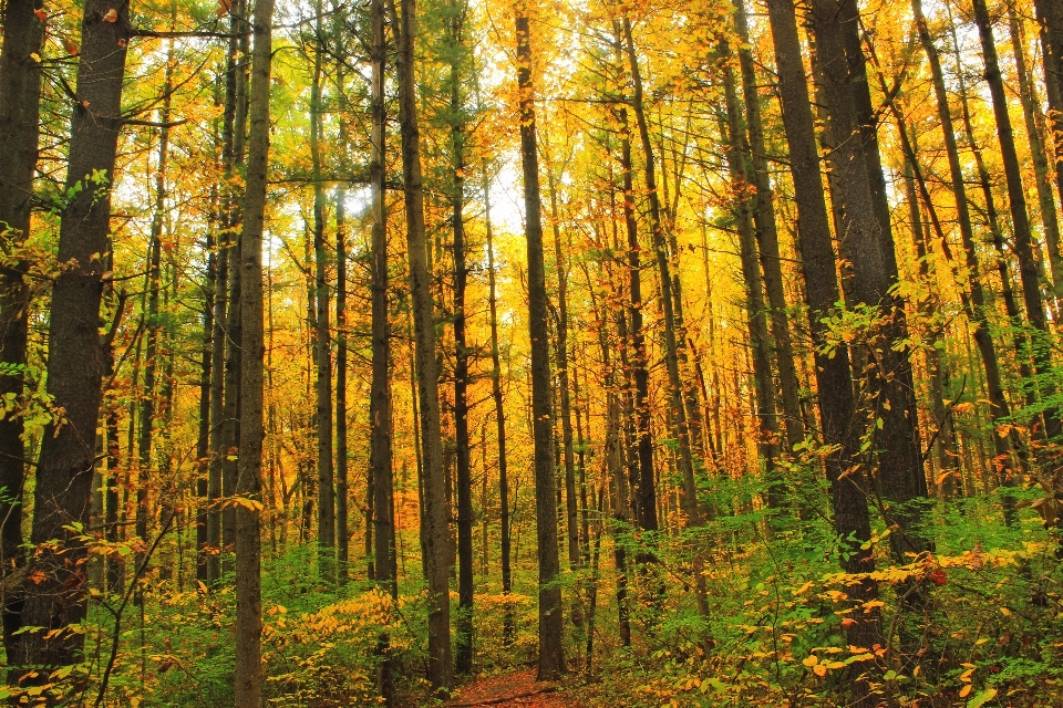 Drzewo natura las ścieżka