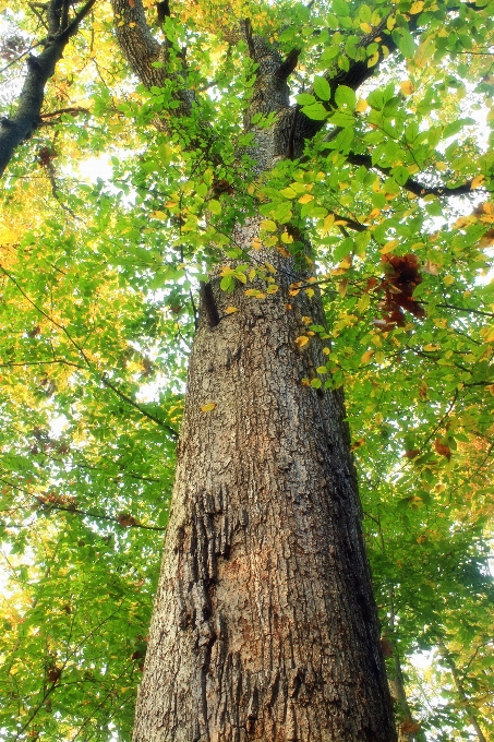 árbol naturaleza bosque rama