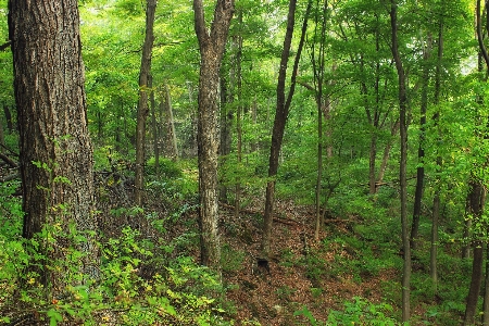 Baum natur wald wildnis
 Foto