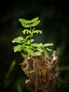 自然 ブランチ 植物 葉 写真