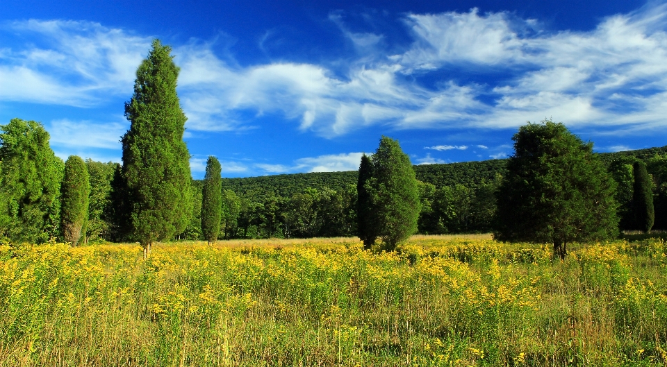 пейзаж дерево природа лес