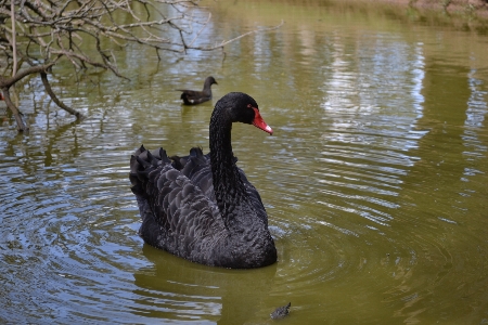 Photo Eau oiseau faune réflexion