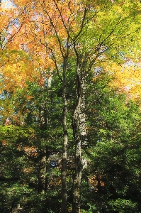 Tree nature forest branch Photo