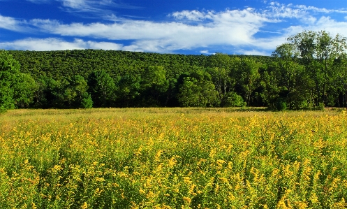 Zdjęcie Krajobraz drzewo natura trawa