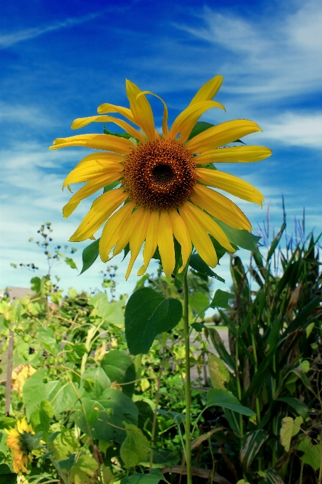 Natura pianta cielo campo