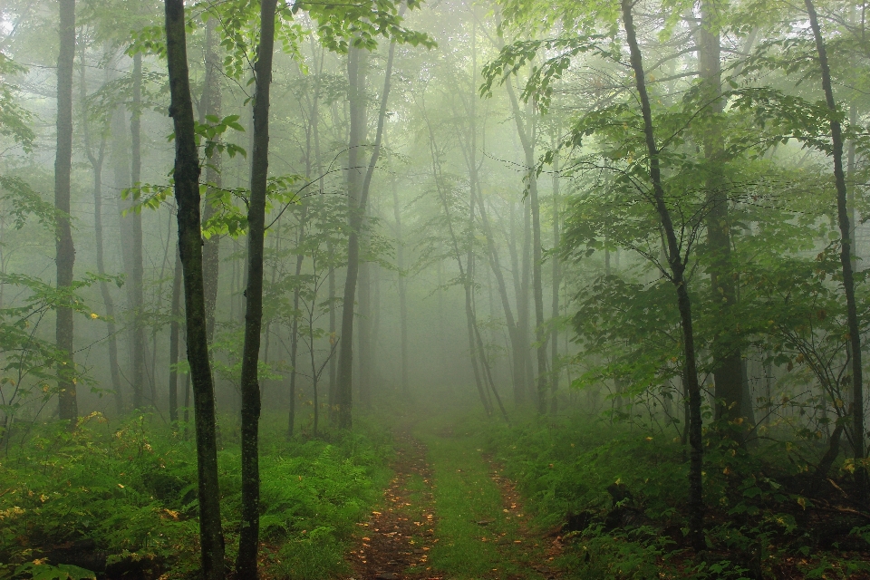 Pohon alam hutan jalur