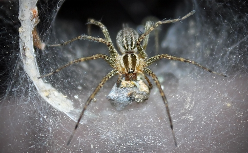 Nature hiking summer spiderweb Photo